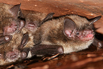 bats in the attic Alexandria, VA