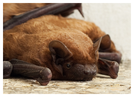 virginia brown bat
