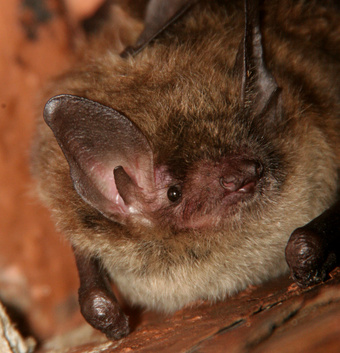 little brown bats, alexandria VA