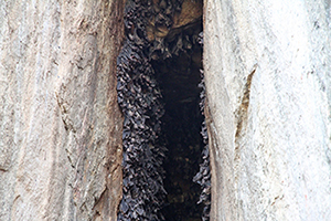 Indiana Bat Virginia